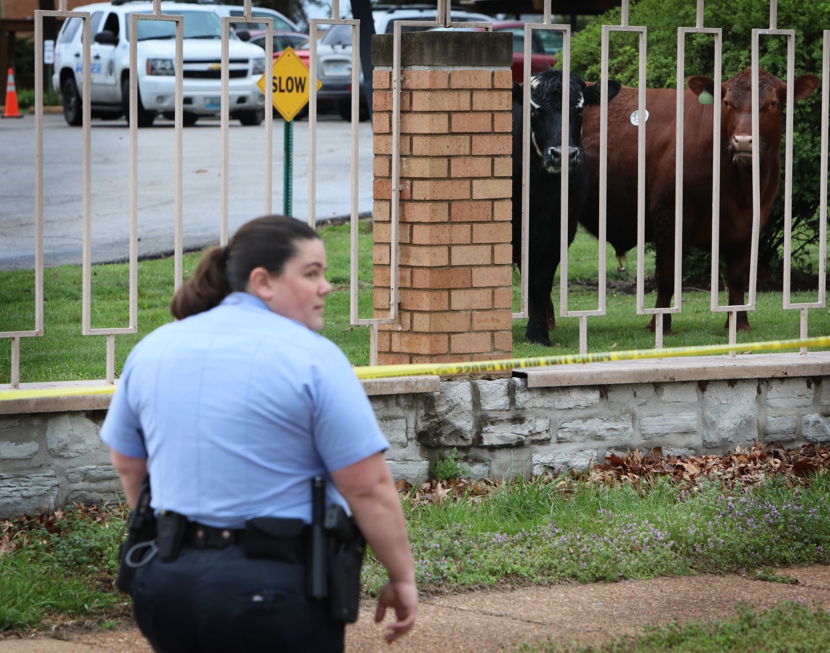 Steers break for freedom, run through streets in St. Louis